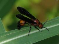 Velvet Ant