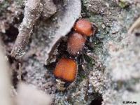 Velvet Ant