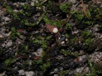 Velvet Ant