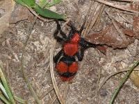 Cow Killer Velvet Ant