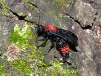 Cow Killer Velvet Ant, Soaked by rain but alive.