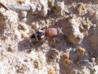 Velvet Ant