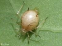 Aphid