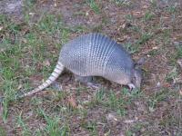 Armadillo