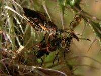 Assassin Bug Feeding