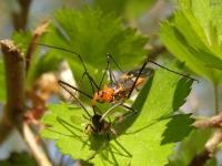 Assassin Bug Feeding