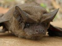 Brazilian Free-Tailed Bat