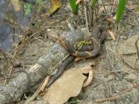 Broad-banded Water Snake