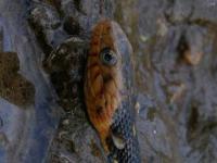 Newly Born Broad-banded Water Snake