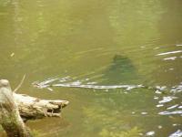 Broad Banded Water Snake, Body on top of Water