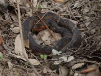 Broad-banded Water Snake