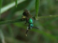 Sweat Bee