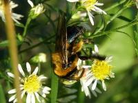 Southern Carpenter Bee