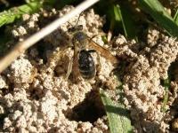 Mining Bee