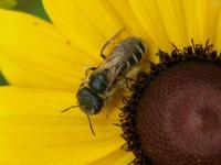 Mining Bee