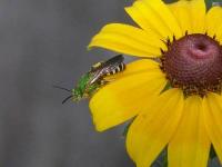 Metallic Green Bee