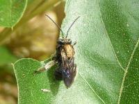 Long-horned Bee