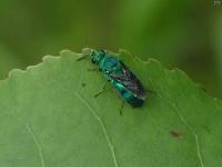 Cuckoo Wasp