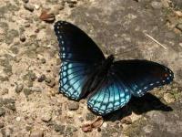 Red Spotted Purple Butterfly