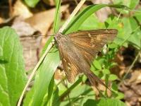 Long-tailed Skipper Butterfly