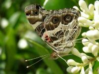 American Lady Butterfly