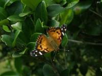 American Lady Butterfly