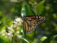 Monarch Butterfly