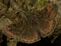 Duskywing Butterfly