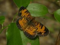 Crescent Butterfly