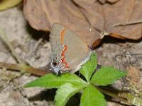 Red Banded Hairstreak Butterfly