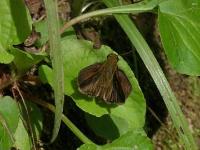 Dun Skipper Butterfly