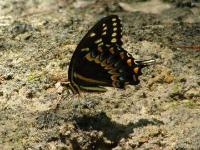 Palamedes Swallowtail Butterfly