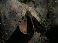 Grass Skipper Butterfly