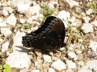 Red Spotted Purple Butterfly