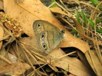 Little Wood Satyr Butterfly