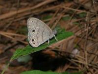 Carolina Satyr Butterfly