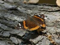 Red Admiral Butterfly