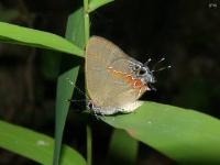 Red Banded Hairstreak Butterfly