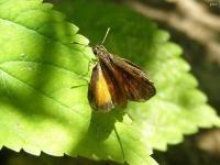 Skipper Butterfly, BFLY25