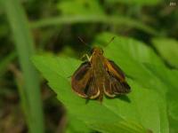 Grass Skipper Butterfly