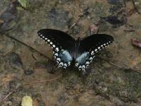 Spicebush Swallowtail Butterfly