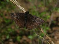 Duskywing Butterfly