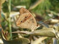 Common Buckeye Butterfly