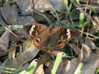 Common Buckeye Butterfly