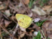 Little Yellow Butterfly