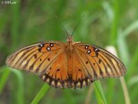 Gulf Fritillary Butterfly