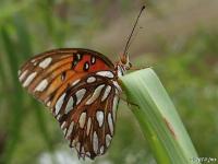 Gulf Fritillary Butterfly