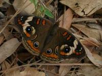 Common Buckeye Butterfly