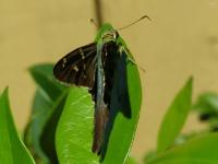 Long-tailed Skipper Butterfly