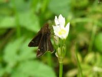 Grass Skipper Butterfly